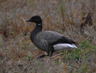 Brent Goose adult