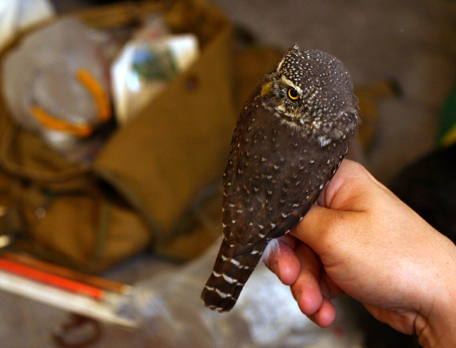 Varpuspöllö Varpuspöllö, Hanna Aalto, Parikkala