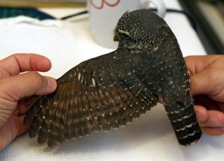 Pygmy Owl Hanna Aalto, Birding Finland, Pygmy Owl