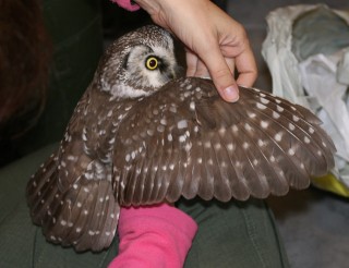 helmipöllö Tengmalms owl, Helmipöllö, Hanna Aalto