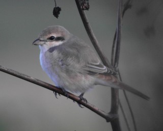 Daurian Shrike