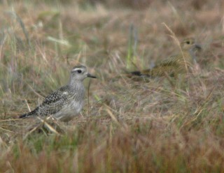 Grey and Golden Plover