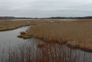 Siikalahti in November