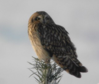Short-eared Owl
