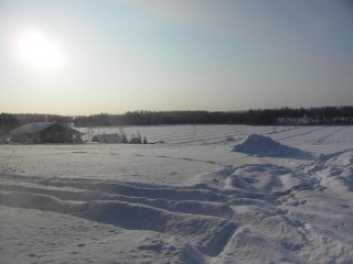 Short-eared Owl place