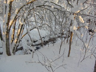 Jack Snipe's wintering ditch