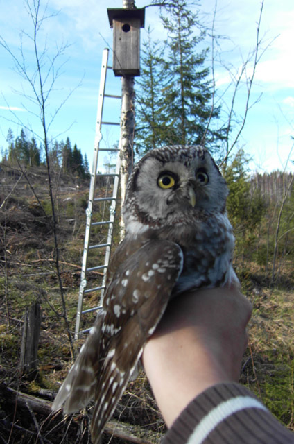 Tengmalm's Owl and it's forest