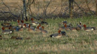 Wigeons and An American Wigeon
