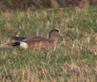 American Wigeon