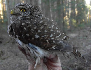 Pygmy Owl