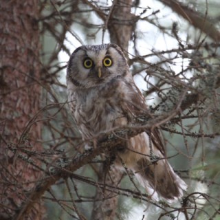 helmipöllö, owl, Hanna Aalto, Janne Aalto