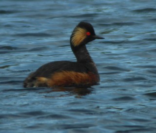 Mustakaulauikku