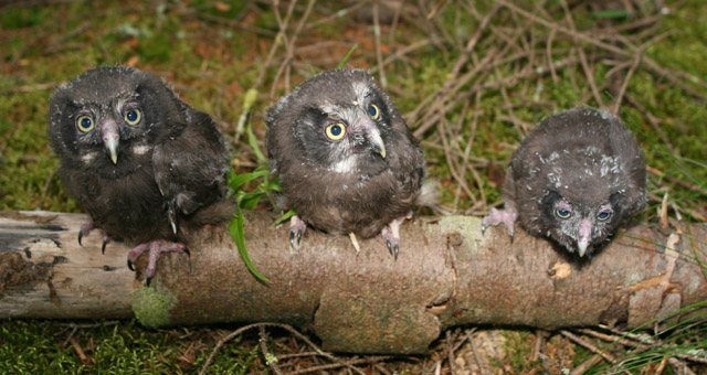 Tengmalm's Owl nestlings Tengmalms owl juveniles, helmipöllö, Hanna Aalto