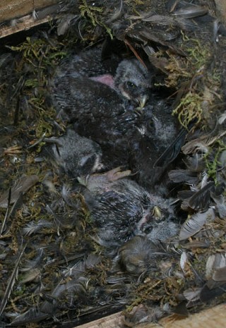 Pygmy owl nestlings Pygmy owl nestlings, Hanna Aalto