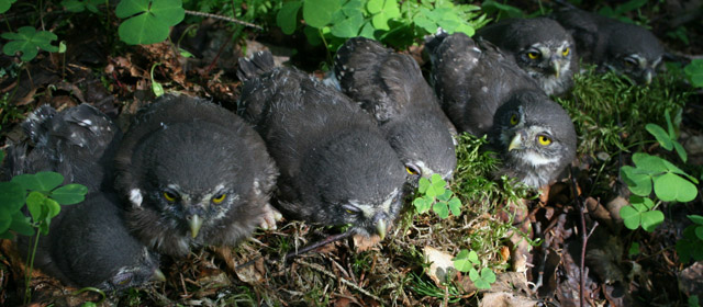 Pygmy Owls