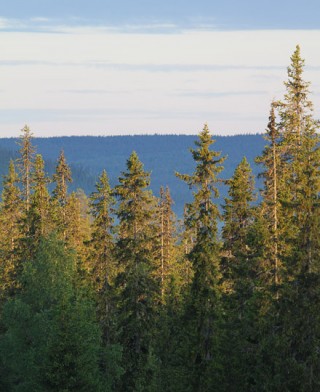 Syöte