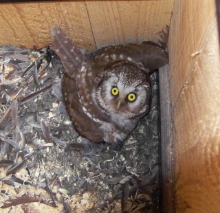 Tengmalm's Owl
