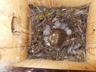 Pygmy Owl