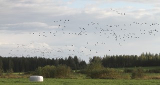Kurkia Kurki, kurkia, Cranes, Grus grus