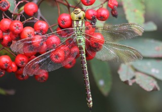 Viherukonkorento viherukonkorento, Green Hawker, Aesna viridis