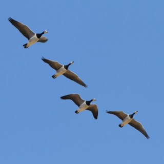 valkoposkihanhet, Barnacle Geese