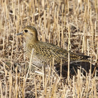 kapustarinta, Golden Plover