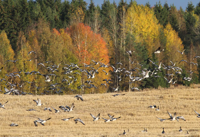 Valkoposkia Jyrkilässä valkoposkihanhia, Barnacle geese