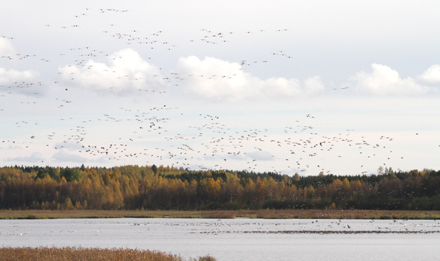 Siikalahti Siikalahti