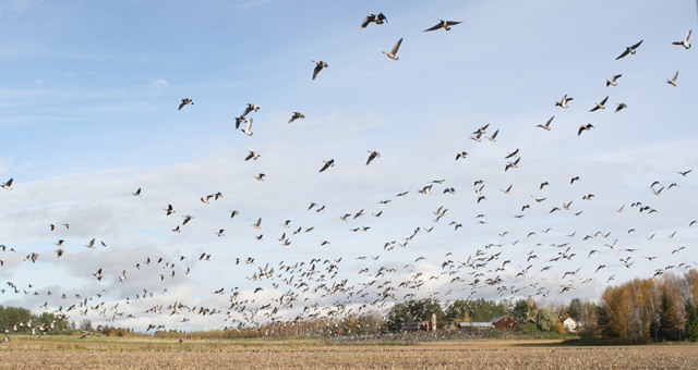Siikalahti, valkoposkihanhia