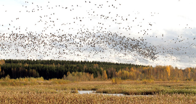 valkoposkihanhia, lintuparvi