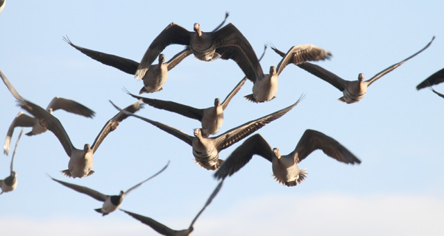 tundrahanhia ja tundrametsähanhia