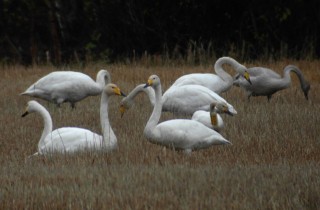 Kaularenkaallinen pikkujoutsen