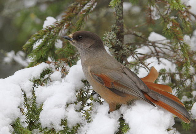 Kuukkeli kuukkeli, siberian jay, Parikkala