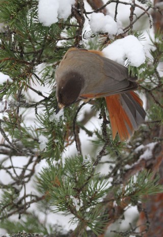 Siberian Jay Siberian Jay