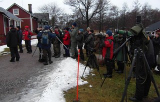 Kettusirkku hoituu ekaekaa