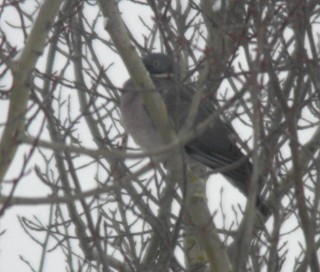 Wood Pigeon
