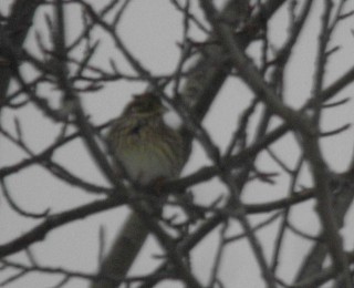 Corn Bunting
