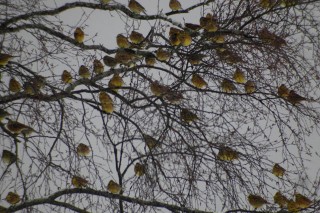 Yellowhammers