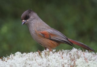 Kuukkeli
