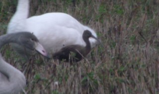 Pronssi-iibis