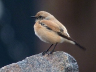 Aavikkotasku