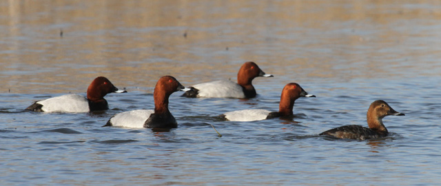 Pochard