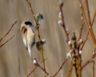 Penduline Tit