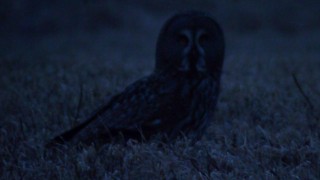 Great Grey Owl