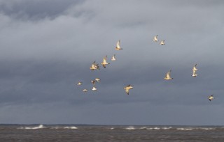 Kapustarintoja ja suosirrejä