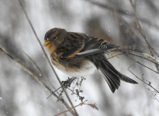 Twite