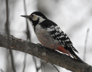 White-backed Woodpecker