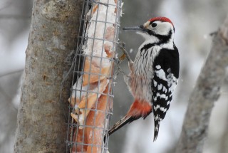 White-backed Woodpecker