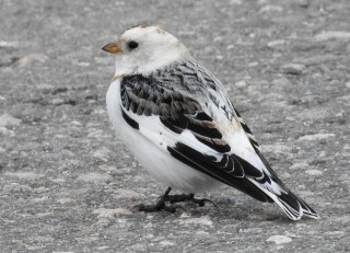 Snow Bunting