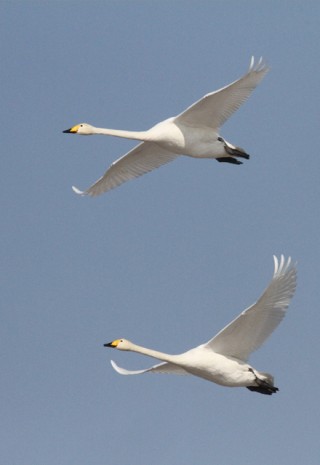 Whooper Swans